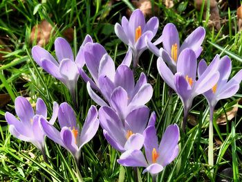 Close-up of purple crocus flowers on field