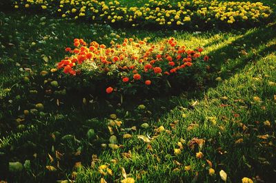 View of flowering plants in garden