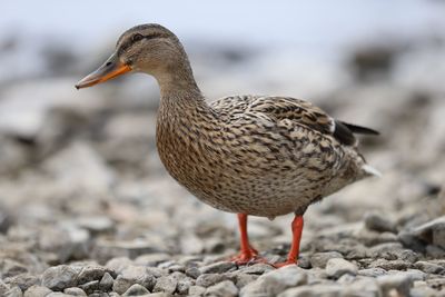 Duck on windermere