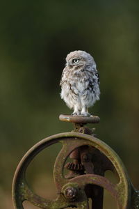 Close-up of owl perching on metal