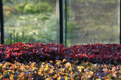 Close-up of berries on plant