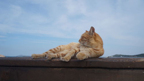 View of a cat sleeping on wood