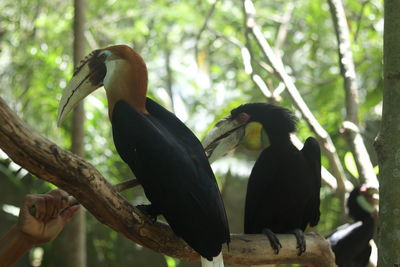 Close-up of birds perching on branch