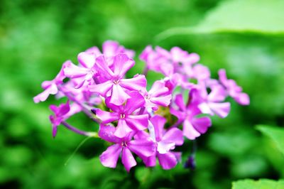 Close-up of pink flowers