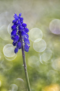 Close-up of purple flowering plant