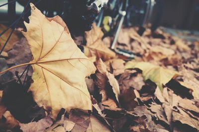 Close-up of leaves on ground