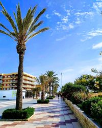 Palm trees on sidewalk against blue sky