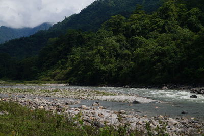 Scenic view of river in forest