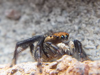 Close-up of insect on rock