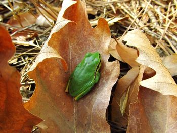 Close-up of leaves