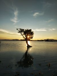 Silhouette tree by lake against sky during sunset