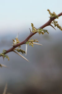 Close-up of plant