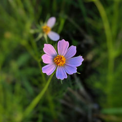 Close-up of purple cosmos flower