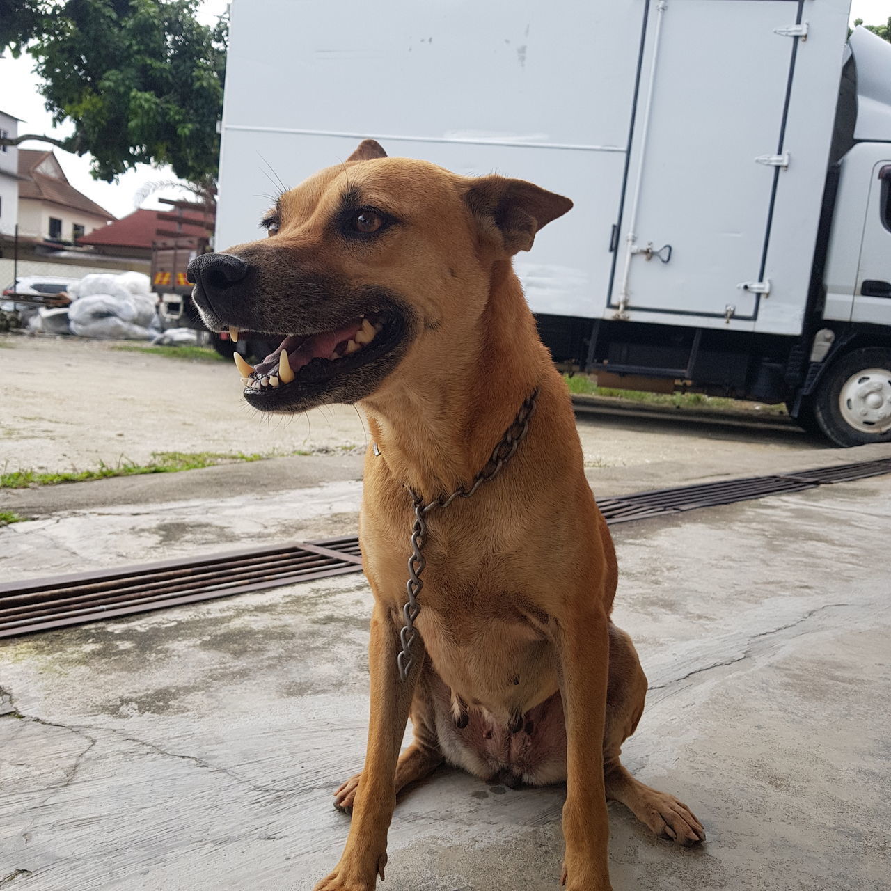 DOG LOOKING AWAY WHILE SITTING ON VEHICLE