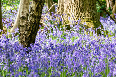 Purple flowers blooming on tree