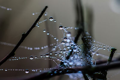 Close-up of water drops on spider web
