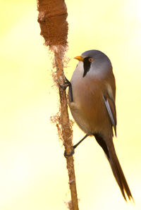 Low angle view of bird perching on branch against sky