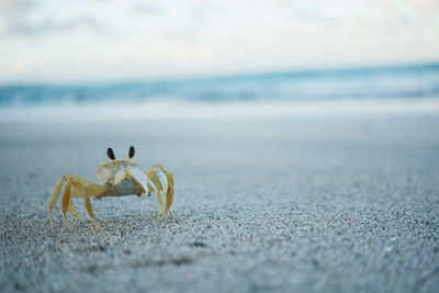 Close-up of crab on beach against sky