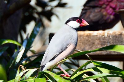 Close-up of bird perching on plant