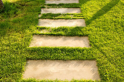 High angle view of plants growing on field