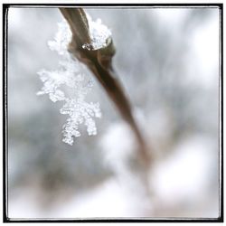 Low angle view of flowers against sky