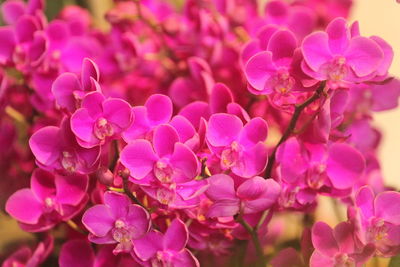 Close-up of pink phalaenopsis 