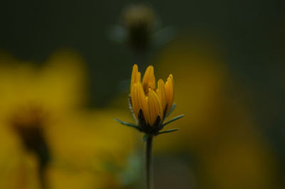 Close-up of yellow flowering plant