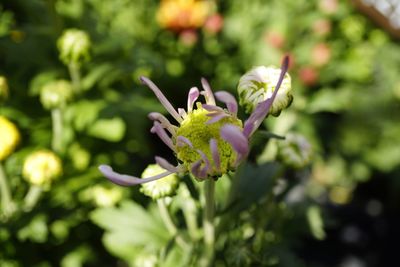 Close-up of purple flowering plant