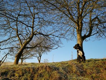 View of tree on field against sky