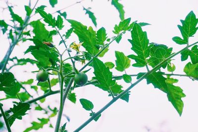 Low angle view of green tree