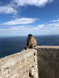 Monkey sitting on rock by sea against sky