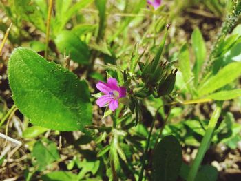 Close-up of pink flowers