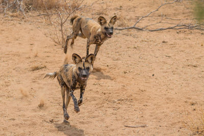 Tiger running on land