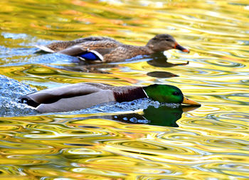 Duck swimming in lake