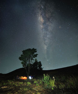 Trees against sky at night