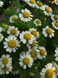 Close-up of white daisy flowers