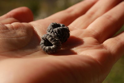 Close-up of hand holding insect