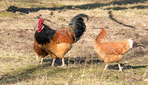 Close up of goat on field