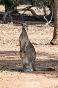 Kangaroo sitting on field