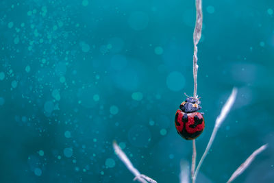 Close-up of ladybug