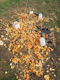 High angle view of fallen leaves on field