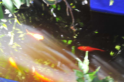 Close-up of water on plant