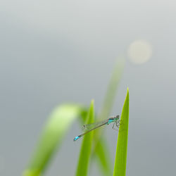 Close-up of damselfly on leaf