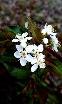 Close-up of white flowers