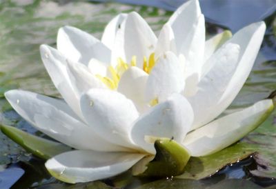 Close-up of white water lily