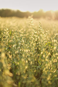 Plants growing on field