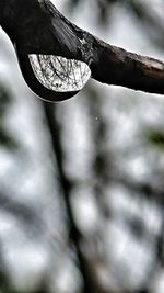 Close-up of water on branch