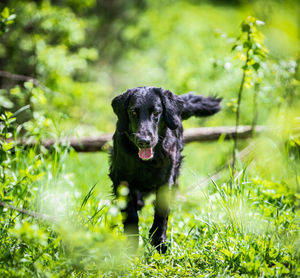 Portrait of black dog on land