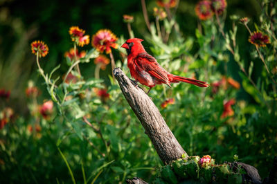 Bird perching on branch