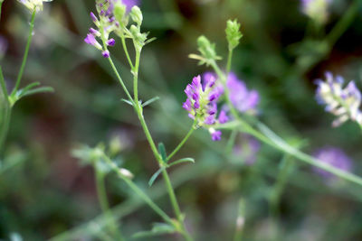 Close-up of pink flowers